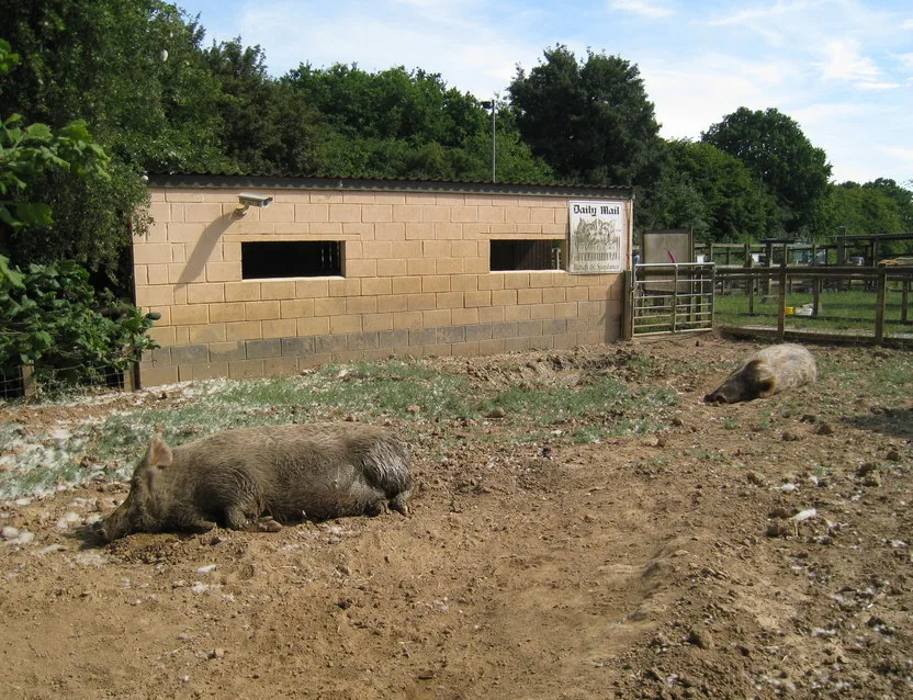 Tamworth pigs at the Rare Breeds Centre on Highlands Farm, Woodchurch, whose Cattle Barn becomes Santa's grotto in December.